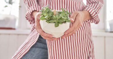 ‘Miracle worker’: Pinching hack helps two houseplants produce ‘bushy’ foliage in ‘just a few weeks’