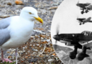 ‘Luftwaffe’ seagulls spark mental health ‘epidemic’ as they terrorise townsfolk