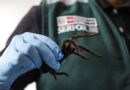 ‘Spider smuggler’ found with ‘swollen stomach’ after strapping over 300 arachnids to his body to bypass airport security