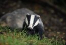 Burrowing badgers cause £100,000 in road damage as repairs thwarted by red tape – ‘Our hands are tied!’