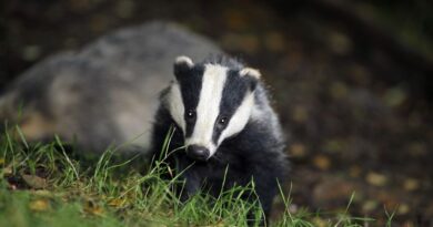 Burrowing badgers cause £100,000 in road damage as repairs thwarted by red tape – ‘Our hands are tied!’