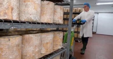 Police arrest 63-year-old after 22 tonnes of cheddar stolen in cheese con