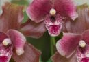 Orchid care: ‘Ideal’ place to keep the plants in your home or risk ‘scorching the leaves’