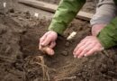 Super mutant potatoes capable of withstanding heatwaves could be key to boosting food security amid climate stresses