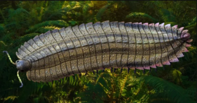 Scientists make incredible discovery of 8.5 foot long mega-millipede