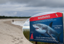 Locals take action to get revenge on shark after beach attack