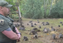 Woman left terrified as 100 ‘aggressive’ raccoons swarm her front yard