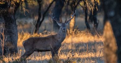 Brazen yobs assault wild stag pulling its antlers and trying to jump on it in UK park