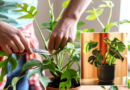 ‘It’s killing your houseplants!’ Gardeners told cost-effective ways to protect their plants from cold weather