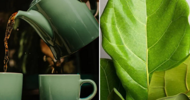 Gardeners share the secret to ‘healthy and vibrant houseplants, even in winter’ in a cupboard staple drink