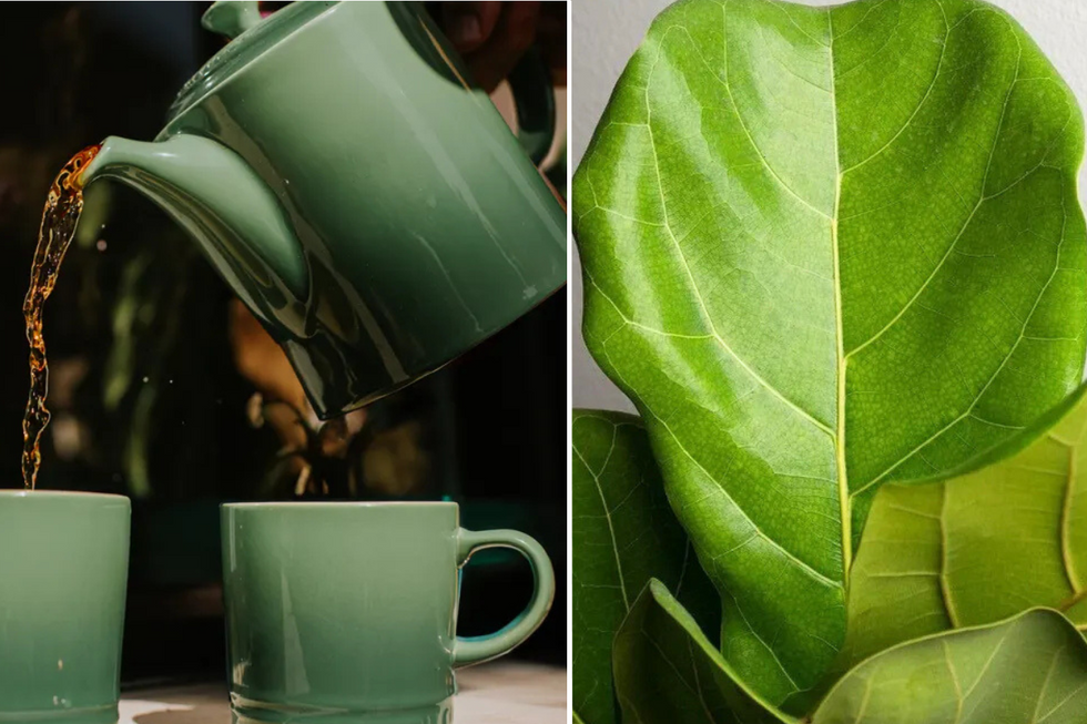 Gardeners share the secret to ‘healthy and vibrant houseplants, even in winter’ in a cupboard staple drink