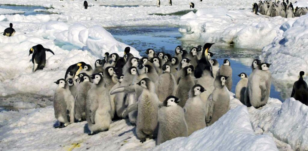 As Antarctic sea ice shrinks, iconic emperor penguins are in more peril than we thought