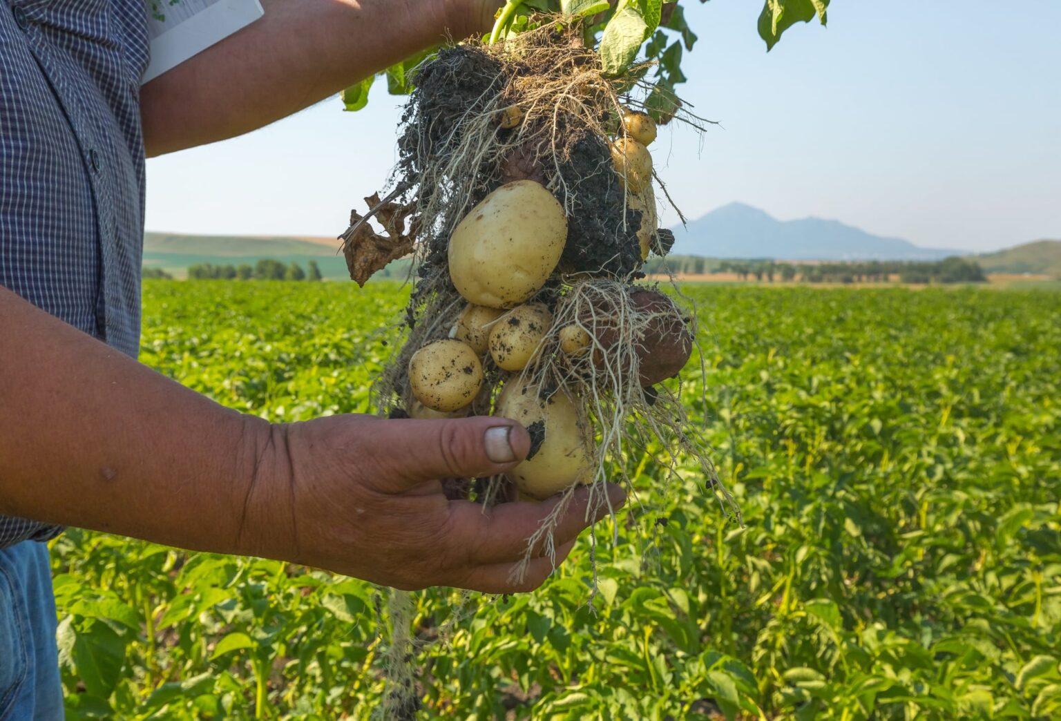 PepsiCo sparks a regenerative farming revolution in LATAM