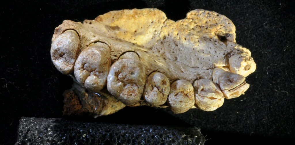 Scientists could be accidentally damaging fossils with a method we thought was safe Scientists could be accidentally damaging fossils with a method we thought was safe