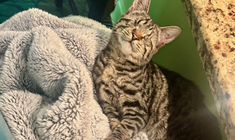 A Kitten Called Gretel A Kitten Called Gretel