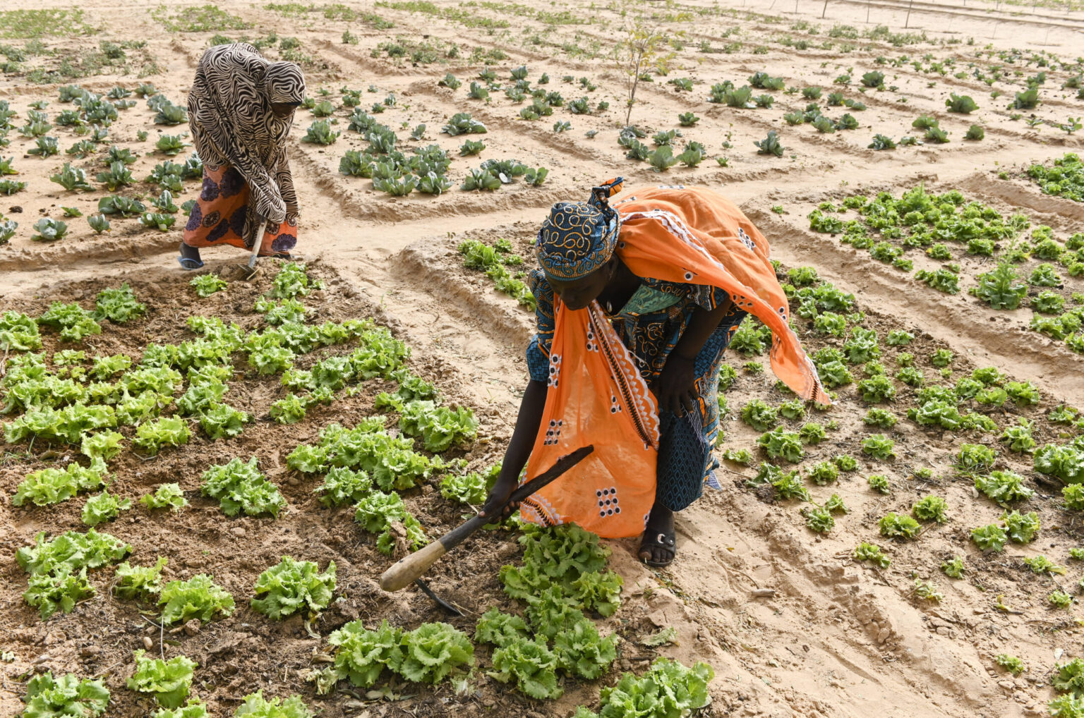 Europe and Africa must push the boundaries on adaptation