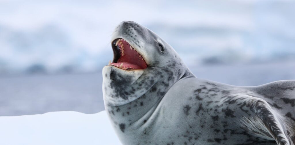 Rockabye baby: the ‘love songs’ of lonely leopard seals resemble human nursery rhymes