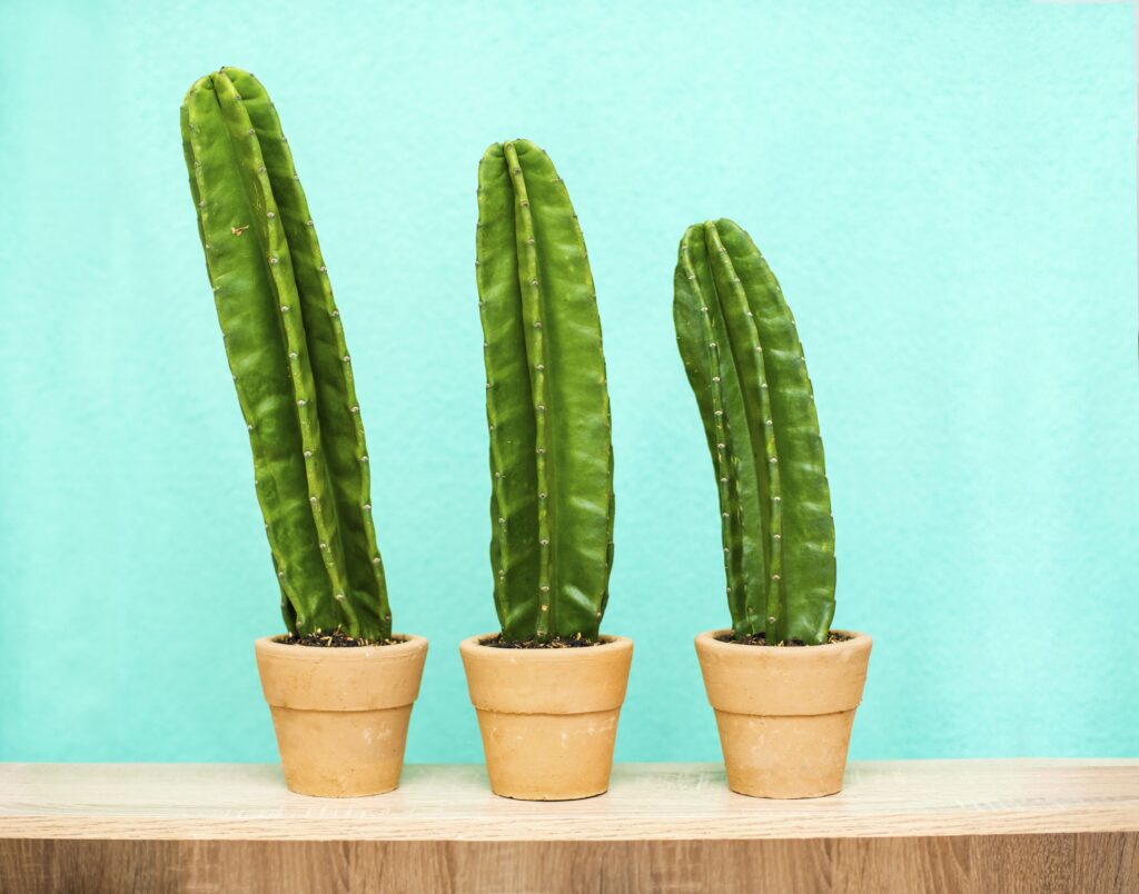 When Does Your Penis Actually Stop Growing?