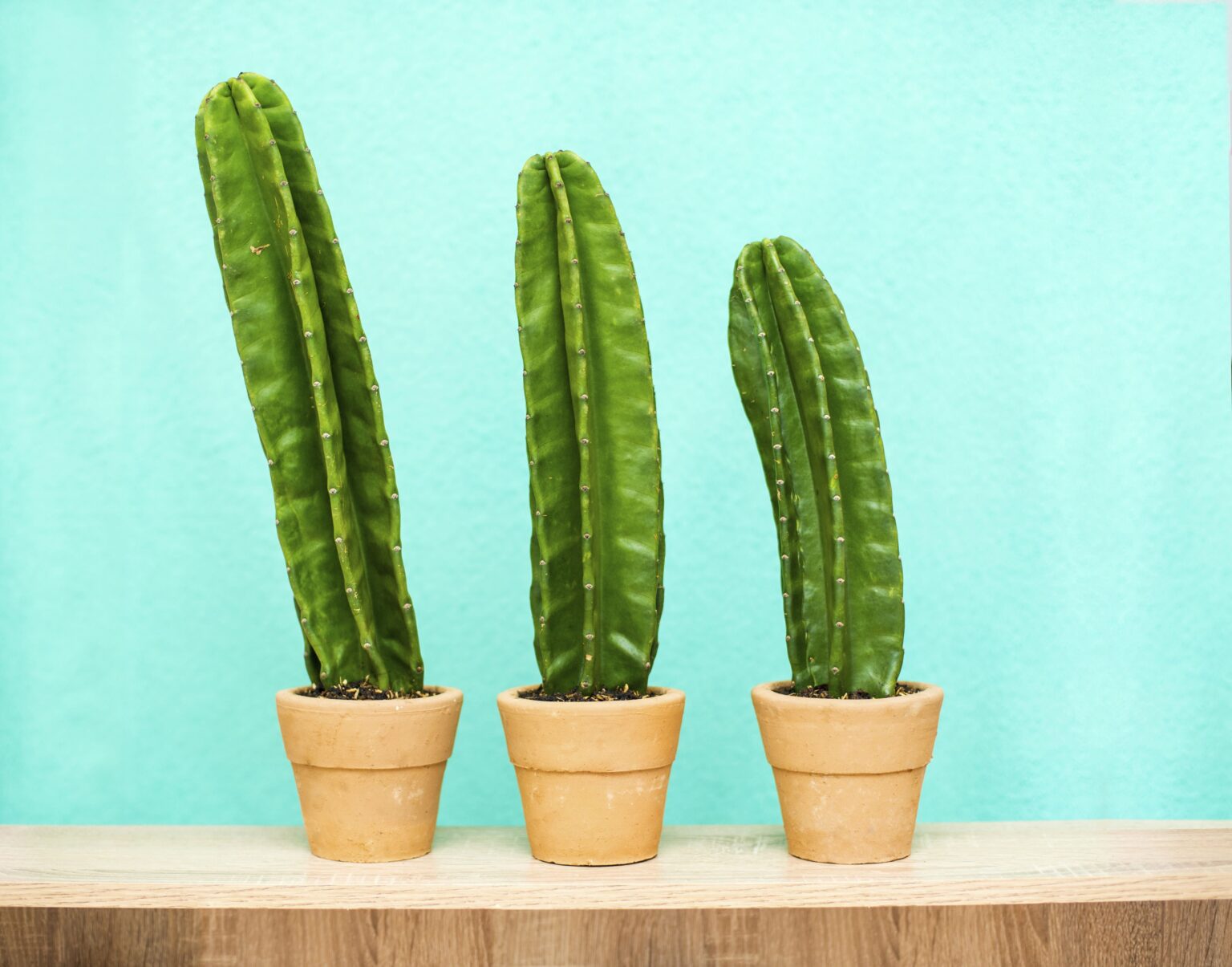 When Does Your Penis Actually Stop Growing?