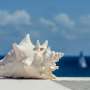 Ancient practice of blowing through a conch shell could help treat dangerous snoring condition Ancient practice of blowing through a conch shell could help treat dangerous snoring condition