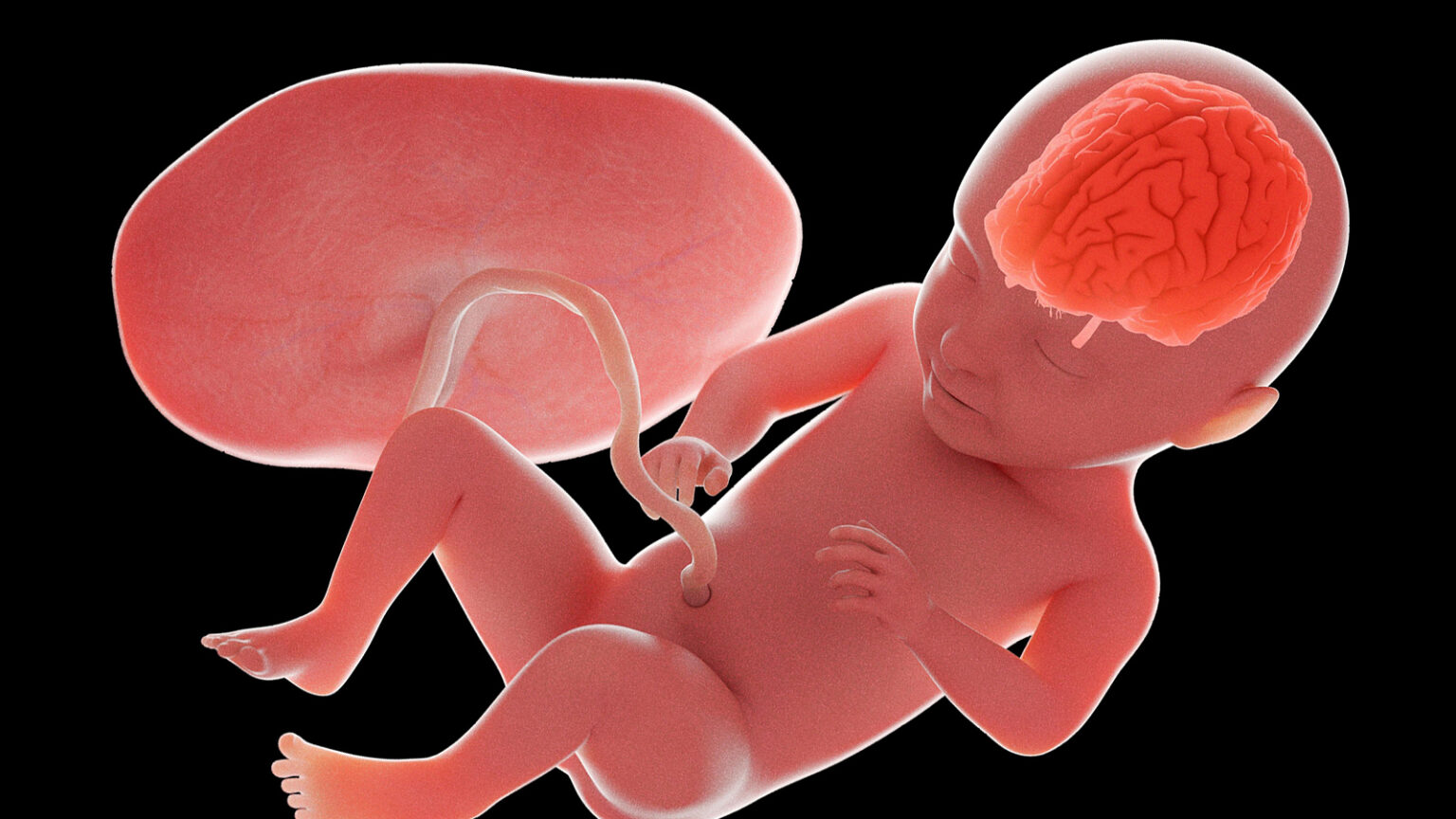 In Utero Treatment for Brain Birth Defect Feasible, Promising