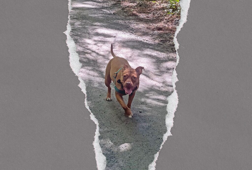 What my reactive dog has taught me about rental culture What my reactive dog has taught me about rental culture