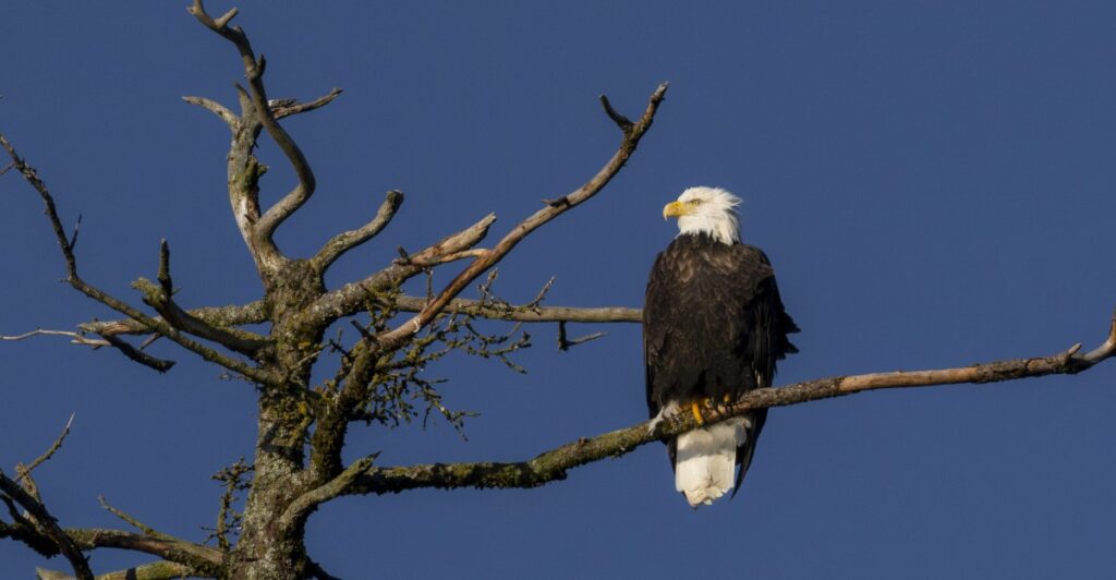 The strange reason why the Trump administration suddenly cares about these birds