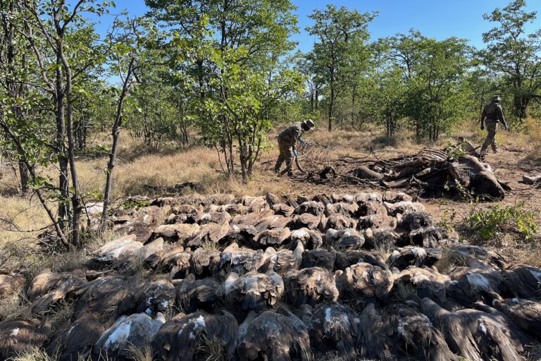 Mass vulture poisonings expose need for cross-border action in Southern Africa Mass vulture poisonings expose need for cross-border action in Southern Africa