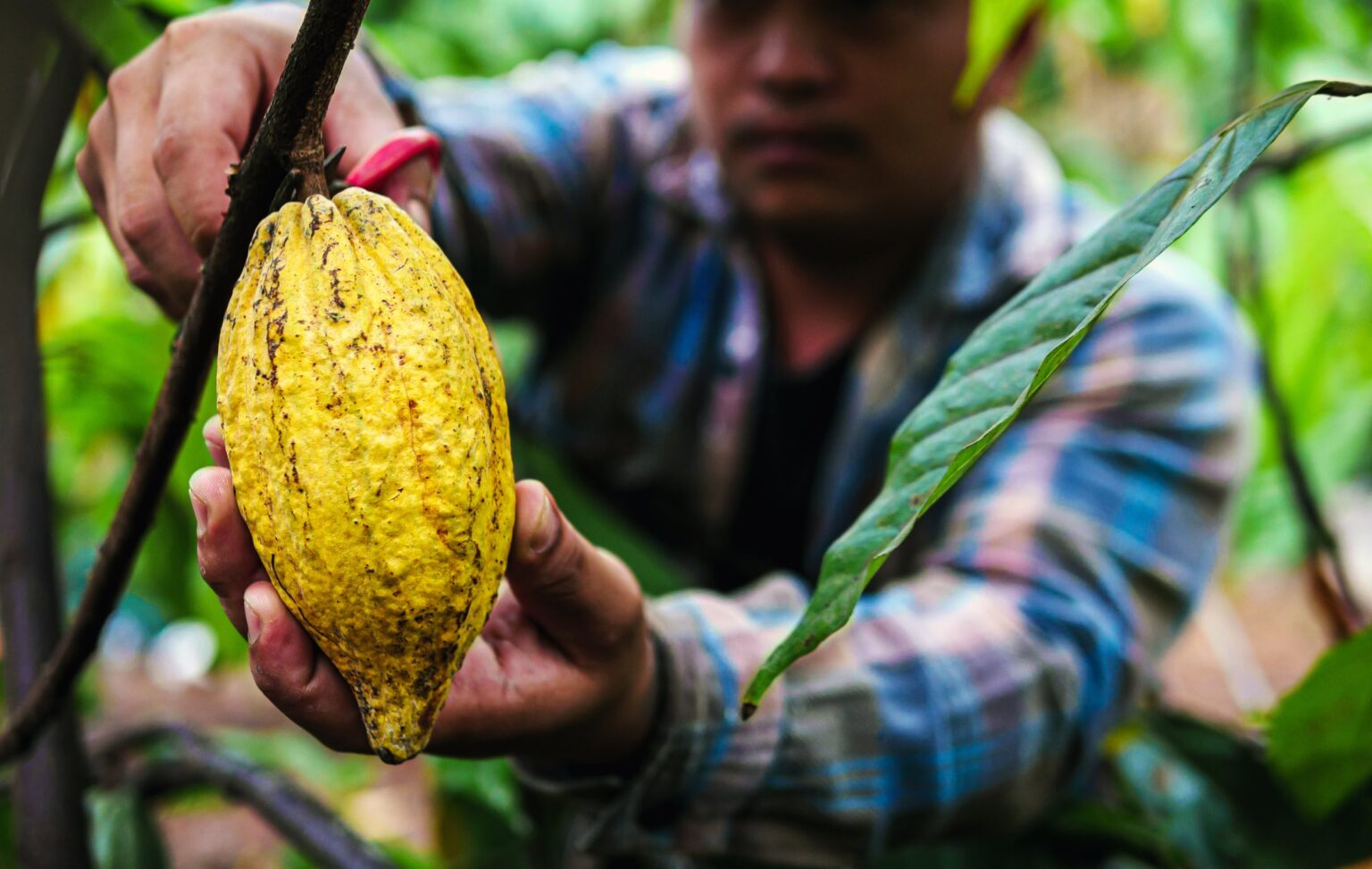 Cocoa harvest: What manufacturers can expect from yields