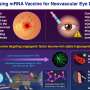 mRNA vaccine shows promise for treating age-related macular degeneration mRNA vaccine shows promise for treating age-related macular degeneration
