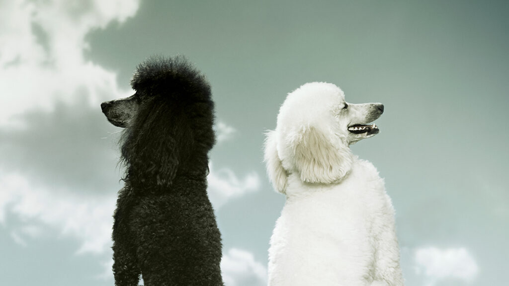 When Two Leaders Are Better Than One When Two Leaders Are Better Than One