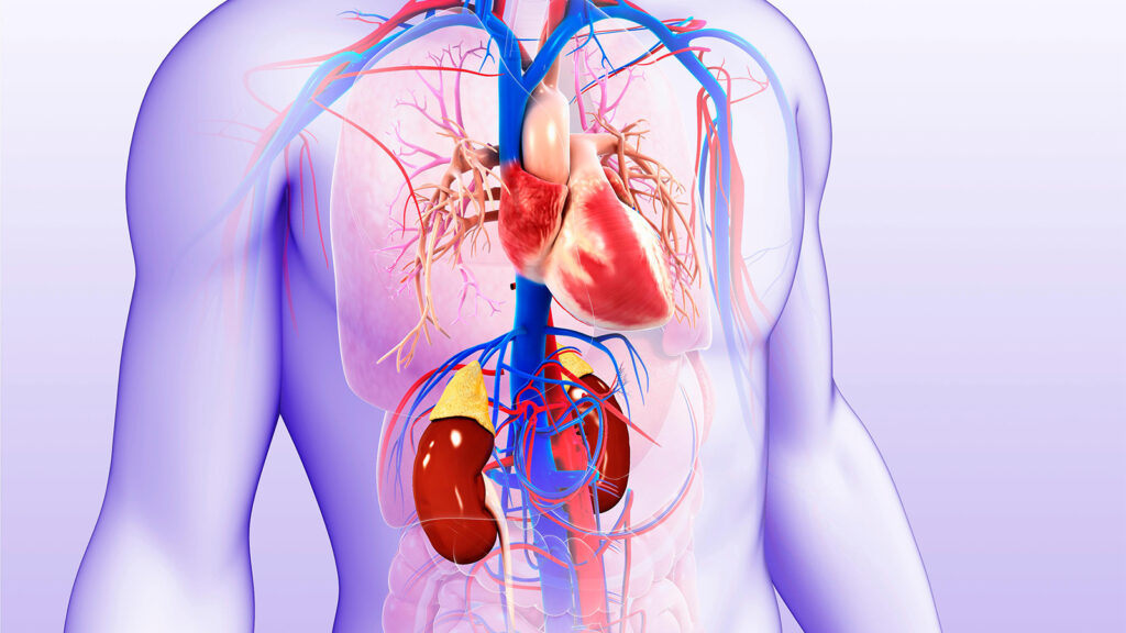How Do GLP-1 Drugs Stack Up for Cardiorenal Benefits in Diabetes?