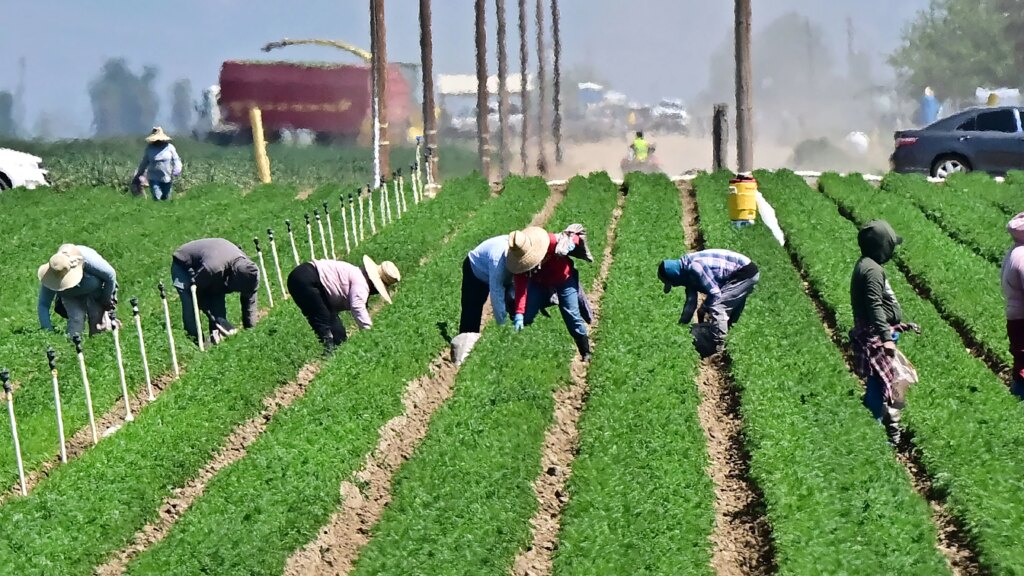 Trump’s Immigration Crackdown Weighs Heavy on the US Labor Market