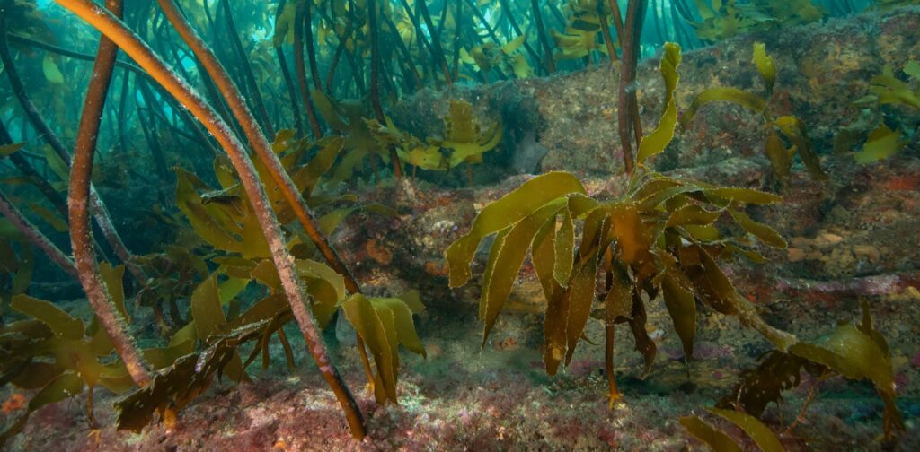 NZ’s first marine reserve is turning 50 – the lessons from its recovery are invaluable