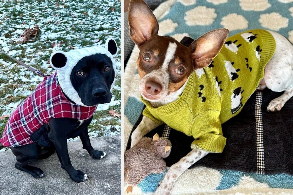 Just 27 Adorable Pieces For Your Dog Who’s Always Chilly Once The Weather Gets Cold