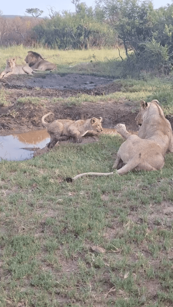 Proof that cats will knock anything off the edge