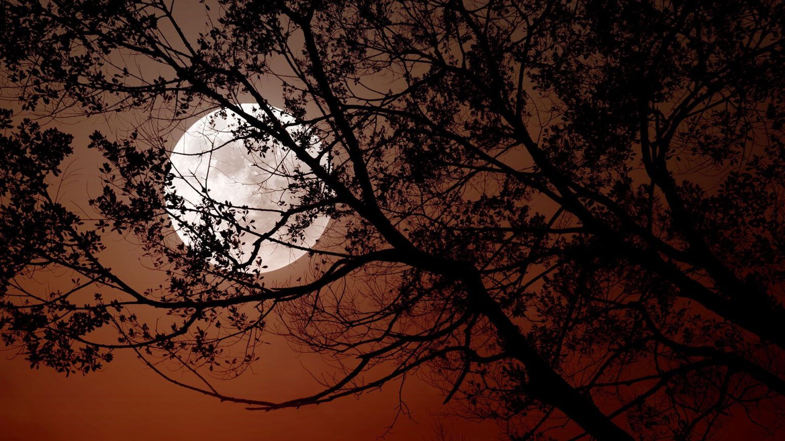 November’s Super Beaver Moon 2025 and What It Means for You