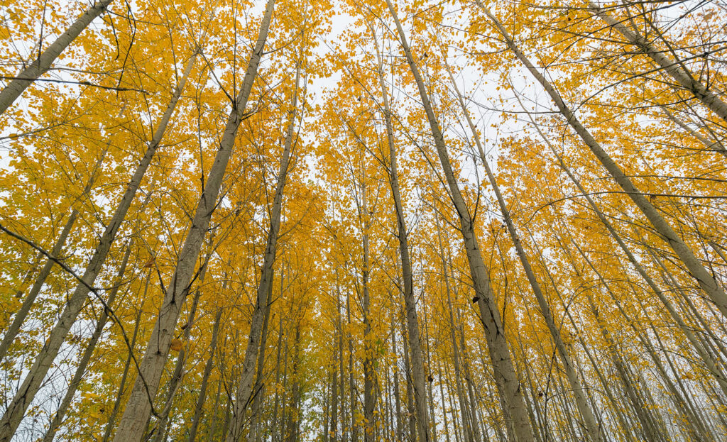 An inside look at how net-zero corporate standards are made An inside look at how net-zero corporate standards are made