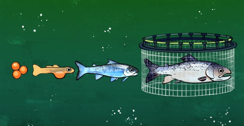 What we’ve done to the salmon