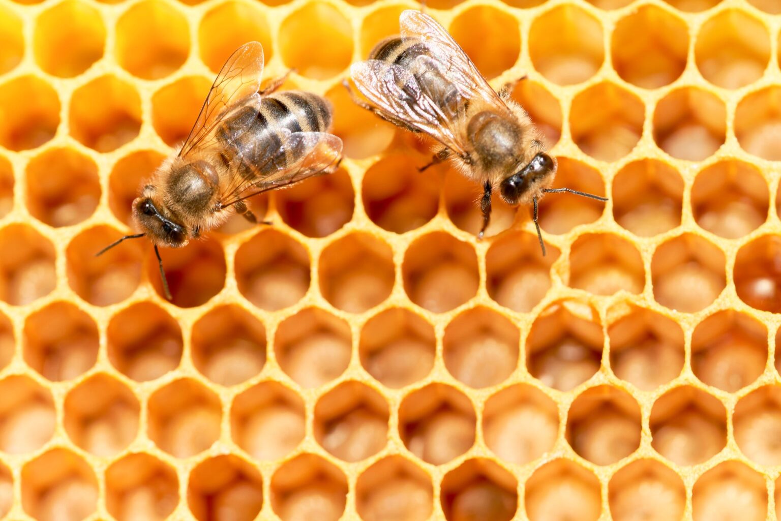 Please Do Not Take ‘Honey Packs’ To Make Your Dick Work Better