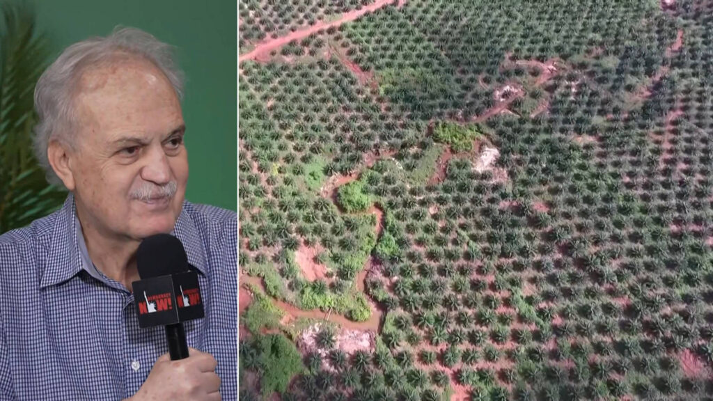 The Race to Save the Amazon: Top Brazilian Scientist Says Rainforest Is at “Tipping Point”