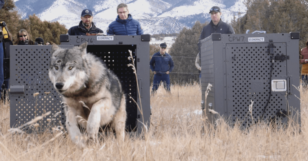 Colorado has wolves again for the first time in 80 years. Why are they dying?