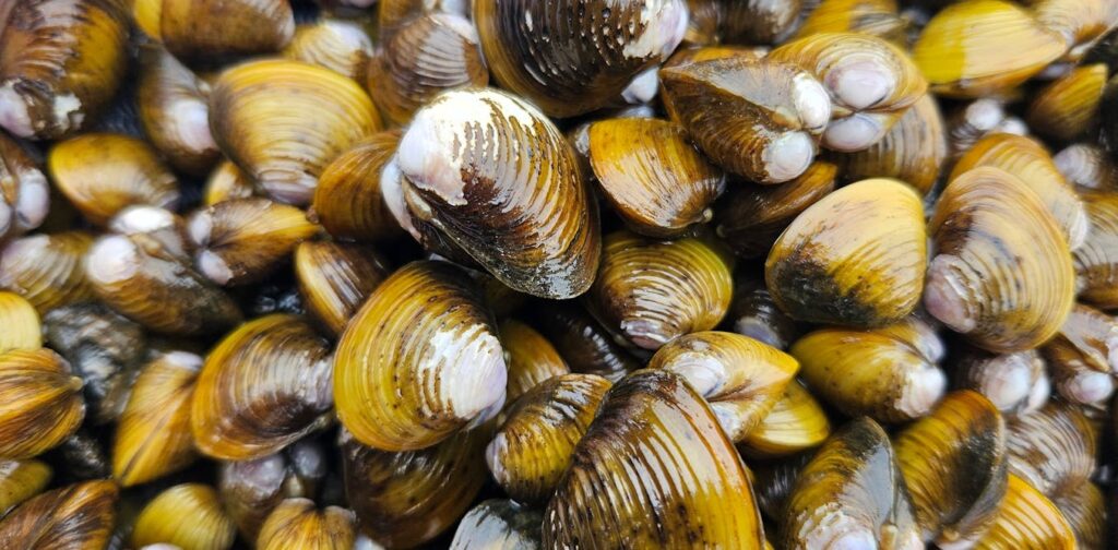 Gold clam invasion in NZ threatens drinking water for millions of people