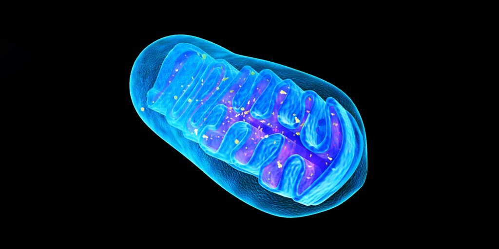 Mitochondria Help Your Whole Body Run Better. These Science-Backed Strategies Power them Up.