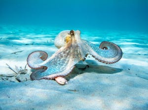 Scientists Develop an Octopus-Like ‘Soft Robot’ That Can Change Color Scientists Develop an Octopus-Like ‘Soft Robot’ That Can Change Color