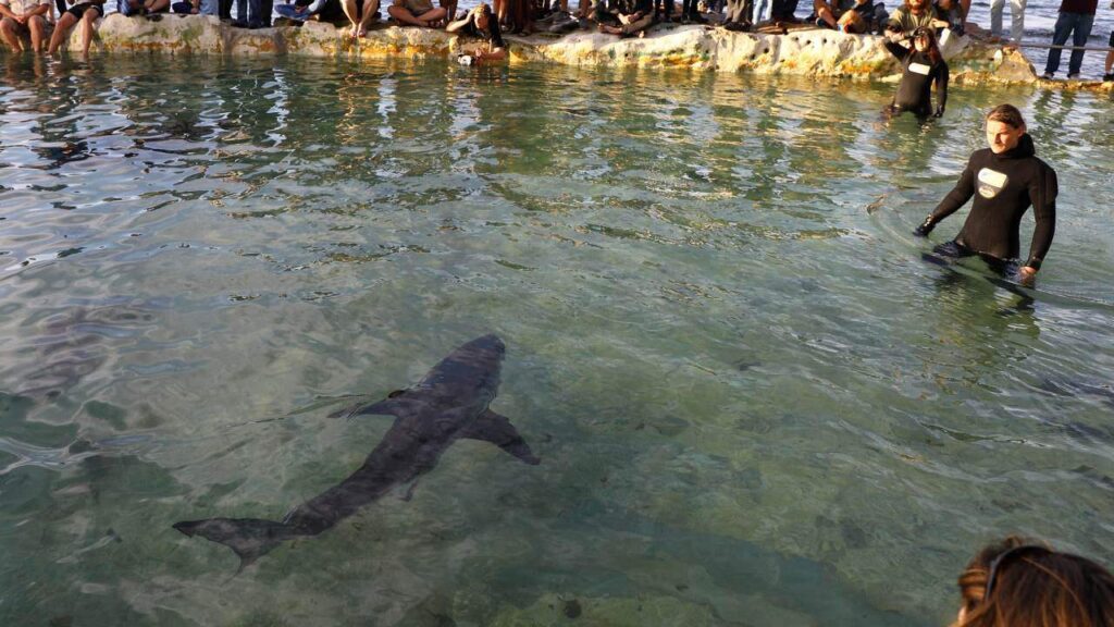 Racing towards great white sharks is a real job in Australia