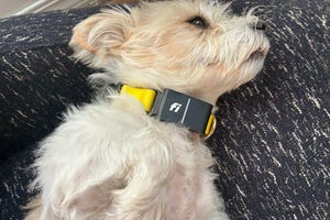 CNET’s Complete Pet Tech Roundup: We Tested Every Device With Our Pets