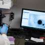 Scientists develop mini human heart organoid that mimics atrial fibrillation