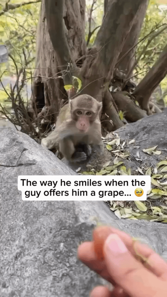 Cameraman offers handless monkey a grape.