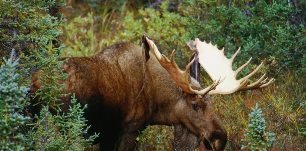 Milder winters, more parasites: Are moose at risk from winter ticks?